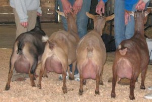 Top Pholia ladies in 2010