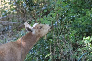 Enjoying Oregon's state plant - Oregon Grape