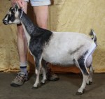 Pholia Farm CN Natalie