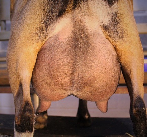 2020 2nd freshening (5 months fresh)